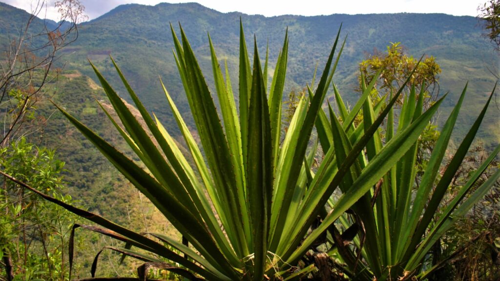 Andean-maguey-plant-Peru-nature-Inka-Trail-Peru.info