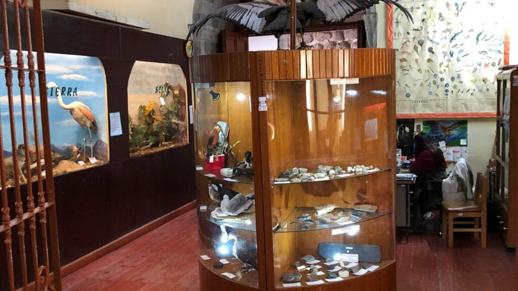 Exhibit at the Museums of Natural History in Cusco, showcasing wildlife and geological specimens - Inka Trail Peru.info