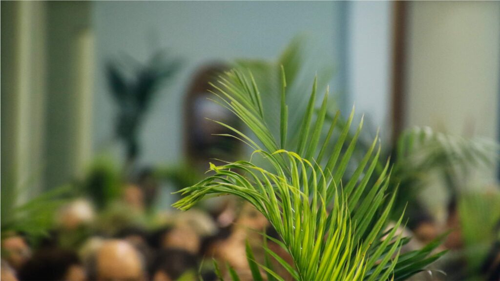 Palm leaves held by a crowd during Palm Sunday celebration in a church - Inka Trail Peru.info